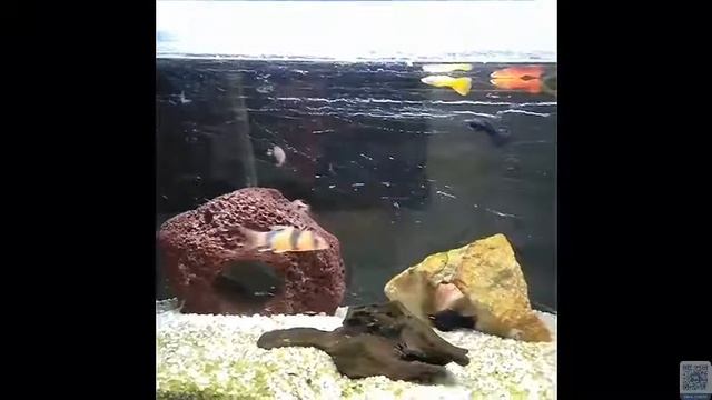 боция клоун \ Botia macracantha) смотреть онлайн