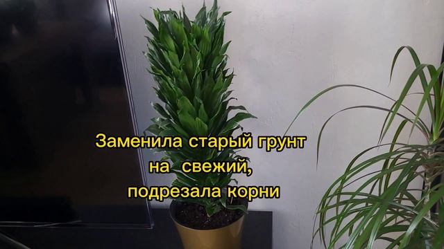 Драцена. Часть 1. Пожелтение и почернение листьев. Обрезка. Размножение. смотреть онлайн
