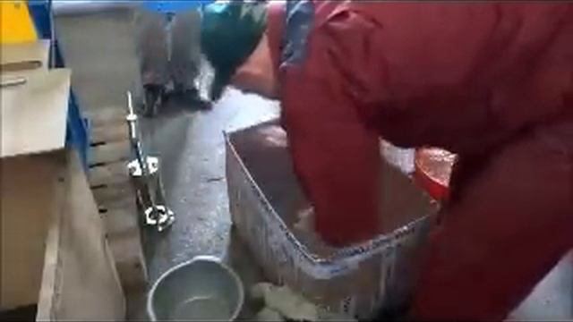 Кормовой экструдер ПЭ 175 в работе. Экструдирование кукурузы и соломы на кормовом экструдере смотреть онлайн