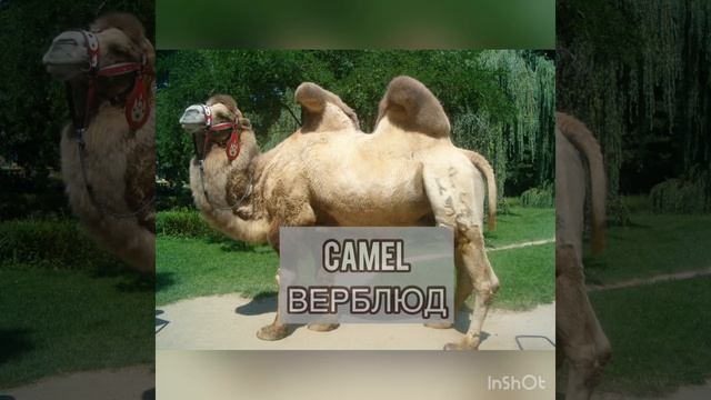 Англо-русский видеословарик. Тема Животные. смотреть онлайн