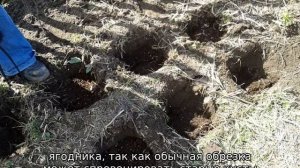 Глубина корней малины