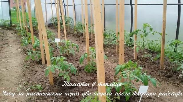 Выращивание томатов в теплице. Уход за растениями. смотреть онлайн