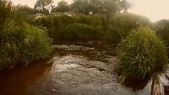 #9 • Ловля плотвы тенкарой на вечерней зорьке • Рыбалка в Подмосковье смотреть онлайн