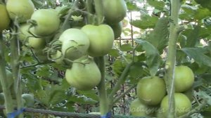 О сортах томатов МАНИМЕЙКЕР