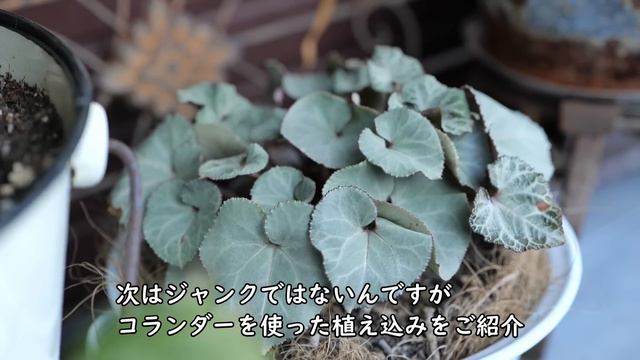 【ガーデン雑貨】長～く使って＆素敵に飾ろう｜銅鍋、ホーロー、焼印、スコップetc｜ガーデニング смотреть онлайн