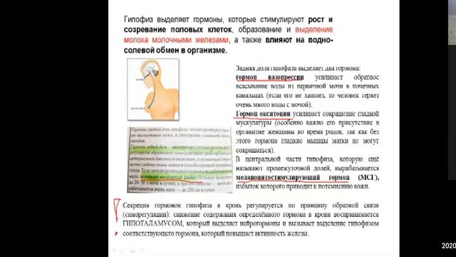 Эндокринная система. Видеоразбор. СдатьЕГЭлегко. Баштанник Н.Е. смотреть онлайн