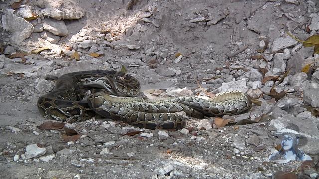 Python Eats Python 01 Stock Footage смотреть онлайн