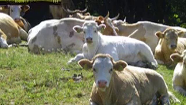 Perceiveoldies Recitative kglltcmstx смотреть онлайн