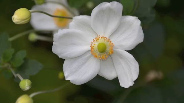 O Magnify (Psalm 34) смотреть онлайн