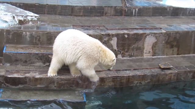 Герда плавает. Малыши не мешают. 08.11.20 г. смотреть онлайн