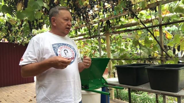 Приготовление вина из винограда сорт «Саперави» смотреть онлайн