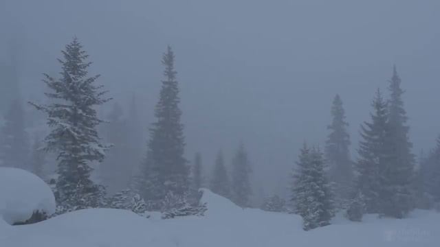 Подарок на Рождество | РУХ БУЧИЛА