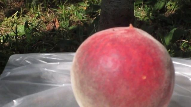 Плодоношение персика в Воронежской области на 15 августа! смотреть онлайн