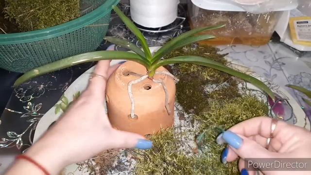 Для них это последняя пересадка и последний шанс/Орхидеи или Я/НЕ понравиться И ЭТАвыкину на ПОМОЙК смотреть онлайн