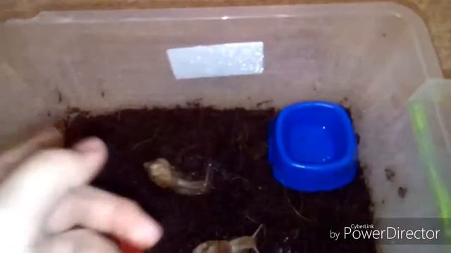 Чем питаются улитки?????/#2 смотреть онлайн
