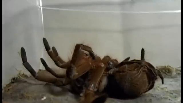 Theraphosa Blondi Molt and Leg Regeneration смотреть онлайн