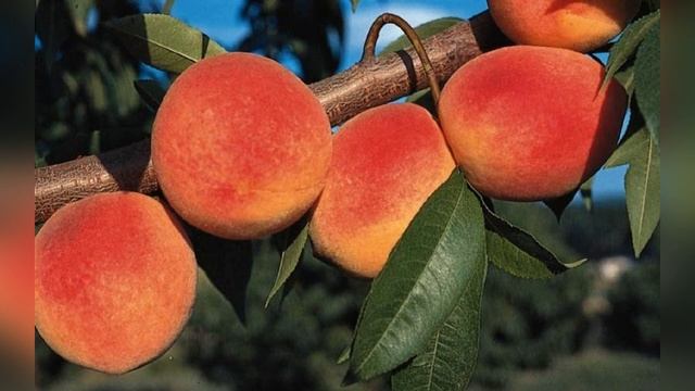 Персик Редхейвен смотреть онлайн