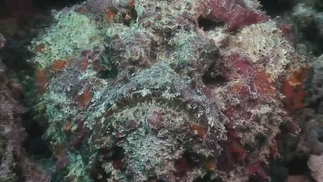 Ця Жахлива Тварюка Здатна Знищити Будь-яку Тварину смотреть онлайн