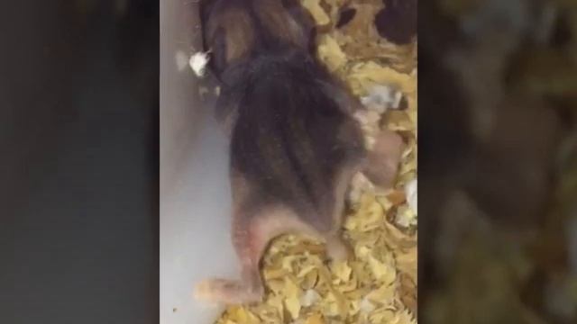 Как менялись хомячки( Джунгарики) . 0-20 дней. смотреть онлайн