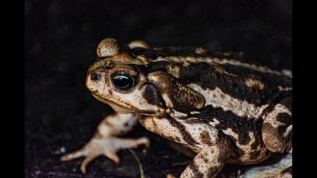 ЛЯГУШКИ / FROGS смотреть онлайн