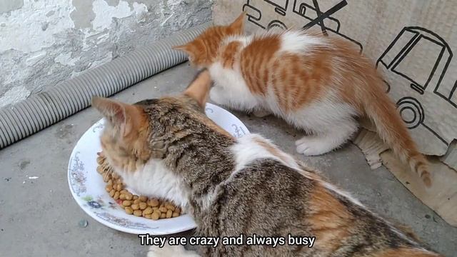 Rescue Cat Family Enjoying After Eating Food Cute Kittens Love To Jump On Mother Cat смотреть онлайн