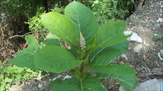 Лаконос ягодный / Phytolacca acinosa смотреть онлайн