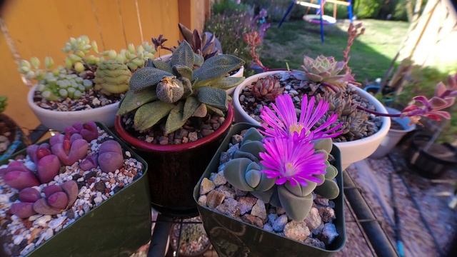 Gibbaeum Dispar - Bloom Close Timelapse - #aoxthegardener ? смотреть онлайн