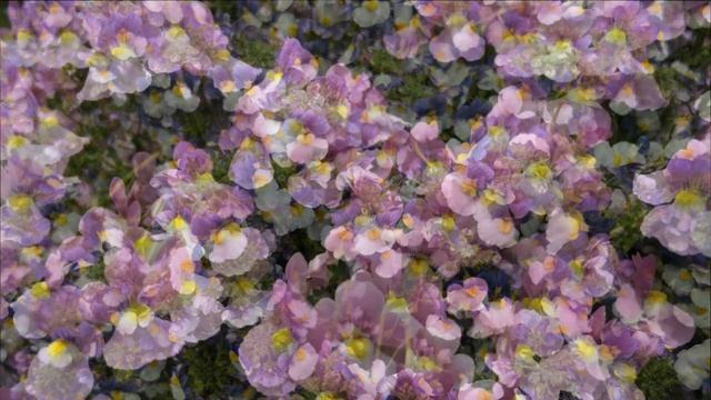 НЕМЕЗИЯ Nemesia #цветы #немезия #цветыдлясада #садмечты смотреть онлайн