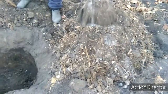 ПЕРСИК, ПРАВИЛЬНАЯ ПОСАДКА ОСЕНЬЮ ! смотреть онлайн