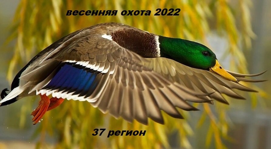 Весенняя охота с подсадной 2022. весенняя охота на селезня с подсадной смотреть онлайн