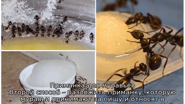 Как избавиться от муравьев в бане смотреть онлайн