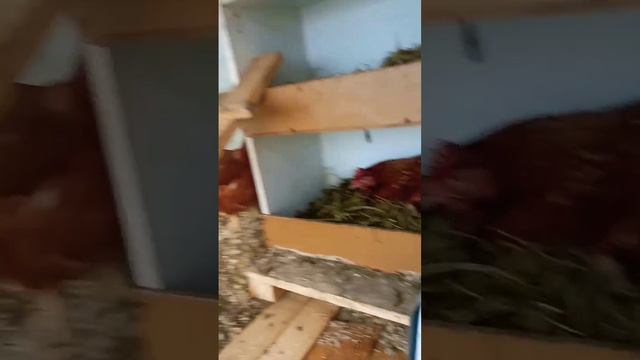 Куры в теплице. Обогрев . смотреть онлайн