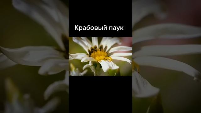 Крабовый паук смотреть онлайн