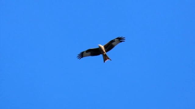 567. Luňák červený, Red Kite, Rotmilan, Красный коршун, Kania ruda смотреть онлайн