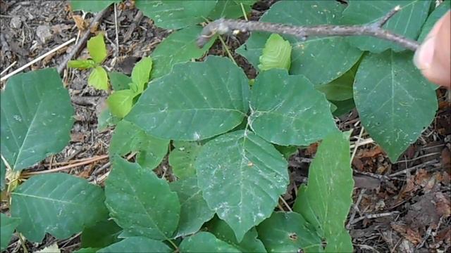 Identifying Poison Ivy