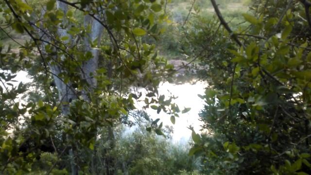 С чего начинается утро? (ЮАР Крюгер-парк) смотреть онлайн