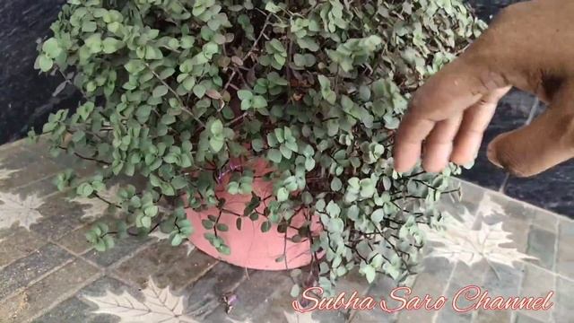 Callisia repens plant care/ pink lady planting ideas смотреть онлайн