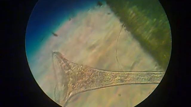 инфузория трубач смотреть онлайн