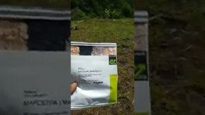 Садим кабачок «Марселла«на летний оборот.