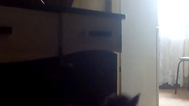 Кошка открывает ящик смотреть онлайн