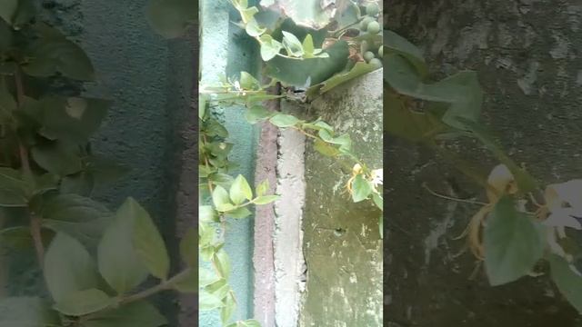 Жимолость японская. #lonicera #japonica #японская #жимолость смотреть онлайн