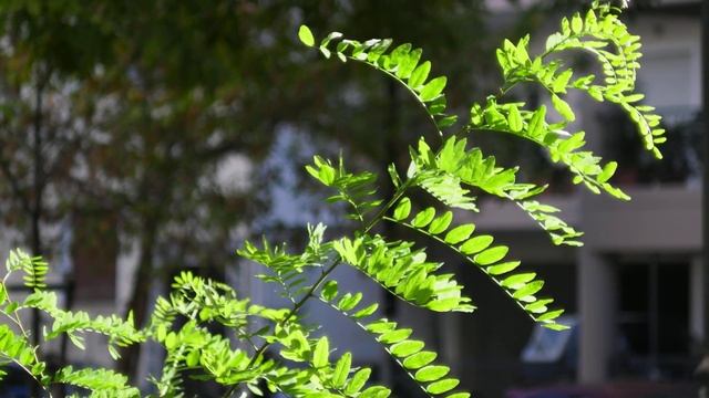 In the park Plant : Xiaomi Yi M1 with Helios-44M-4 58mm f/2 M42 adapted to M4/3 4k video test смотреть онлайн