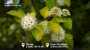 ПУЗЫРЕПЛОДНИК Калинолистный Диабло, Лютеус, Ред Барон ?ПОСАДКА И УХОД