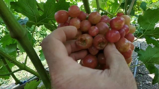 Виноград ДЫНЬКА 2021г смотреть онлайн