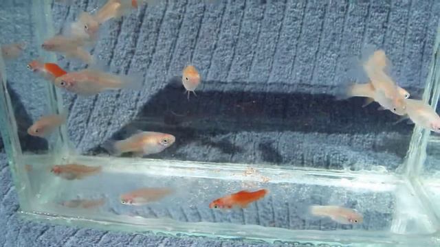 DSCF7926  - СИТЦЕВЫЕ Меченосцы , подростки 1,5 см.