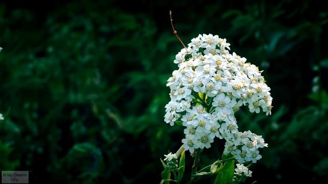 Common Yarrow / Achilléa Millefólium / Тысячелистник Обыкновенный смотреть онлайн