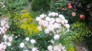 Розы флорибунда. Hans Gonewein Rose (Ханс Гоневейн)