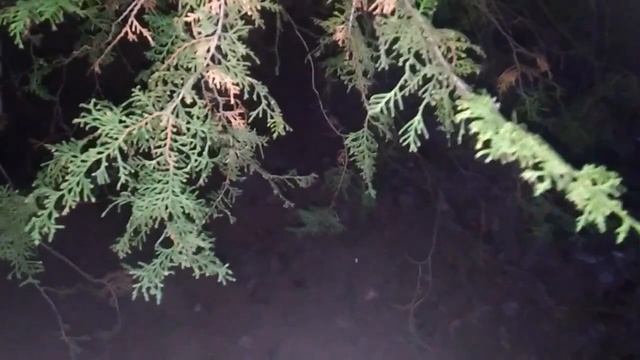 Ночной хвойный лес смотреть онлайн