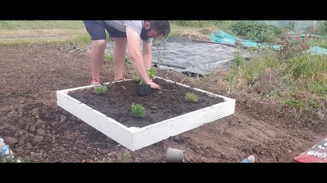 Herb week on the allotment - New Urban Herbs, Books and Raised Beds смотреть онлайн