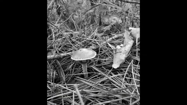 Медведи! Грибы и рыбалка! Сезон 2017 смотреть онлайн